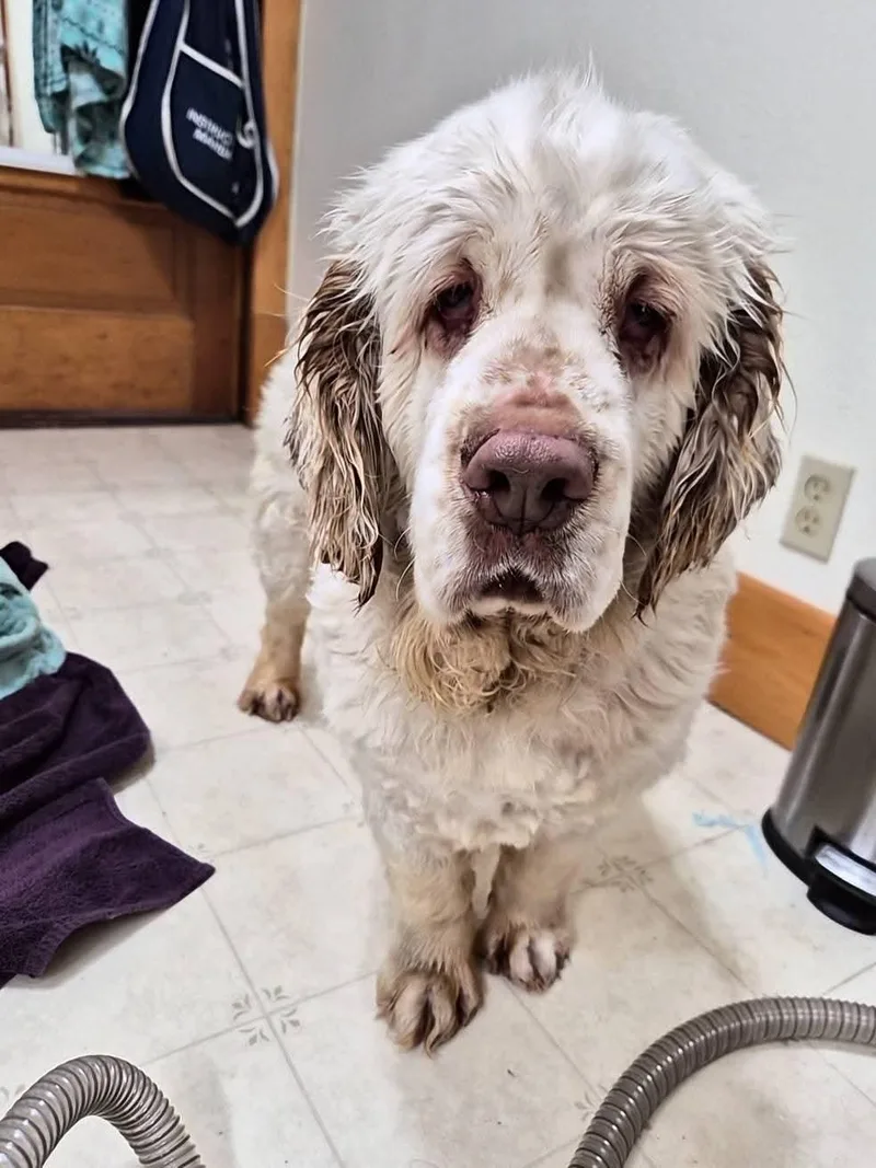 A young large-sized female White / Cream Clumber Spaniel dog named Beesly for adoption in Wedgefield, SC