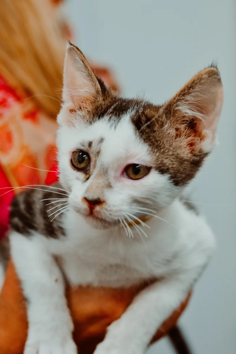 A baby medium-sized male White Domestic Short Hair cat named Peppery for adoption in Le Mars, IA