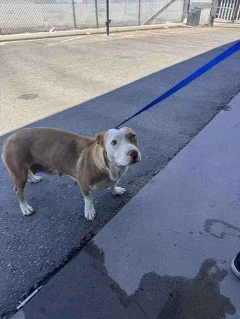 A young medium-sized female White / Cream Pit Bull Terrier dog named June Bug URGENT for adoption in Thousand Oaks, CA