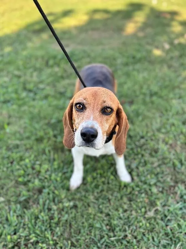 A senior medium-sized female Tricolor (Brown, Black, & White) Beagle dog named Dorothy for adoption in Aiken, SC