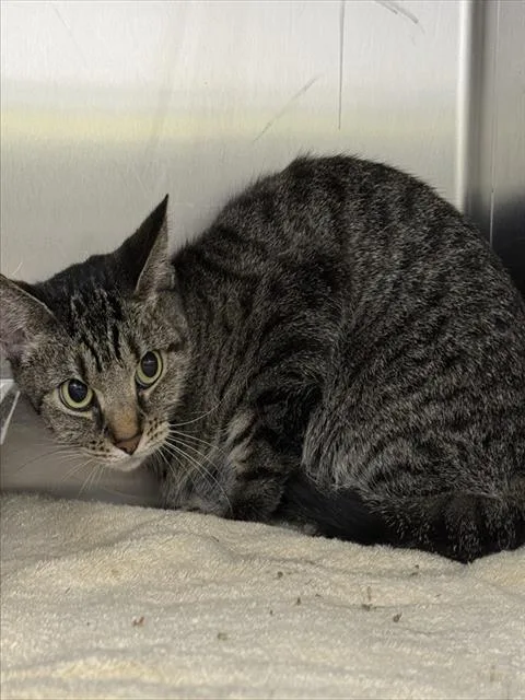 An adult medium-sized female Domestic Short Hair cat named Melody for adoption in Upper Marlboro, MD