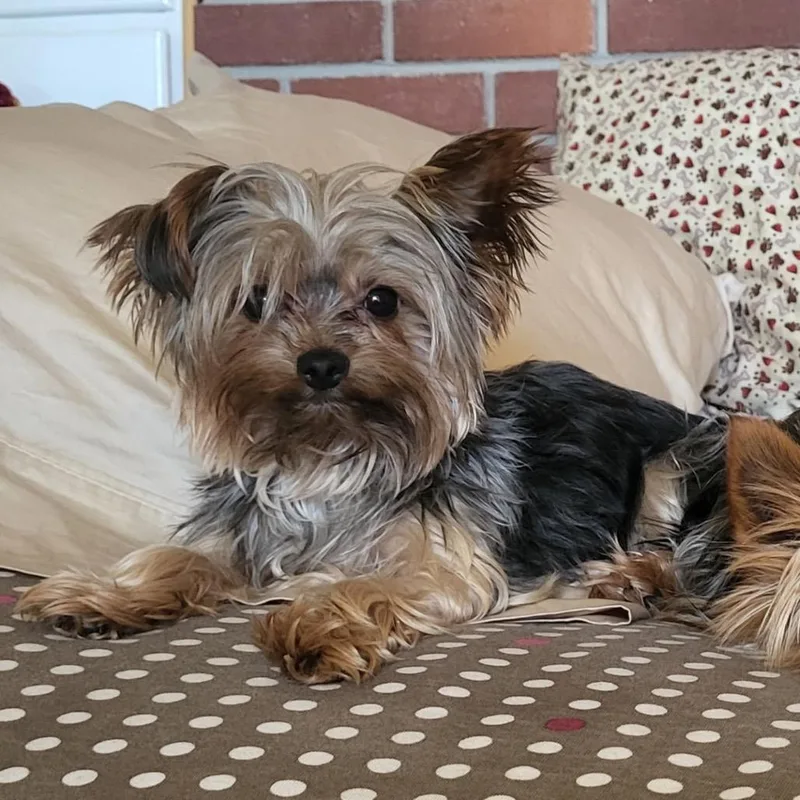 An adult small-sized female Brown / Chocolate Yorkshire Terrier dog named Betty for adoption in Pacific Grove, CA