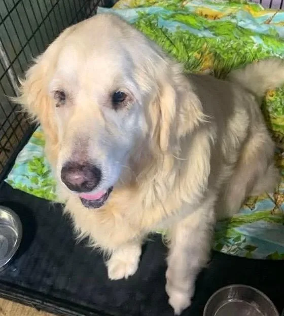 An adult large-sized female Golden Retriever dog named Ella  $ for adoption in Milwaukee, WI