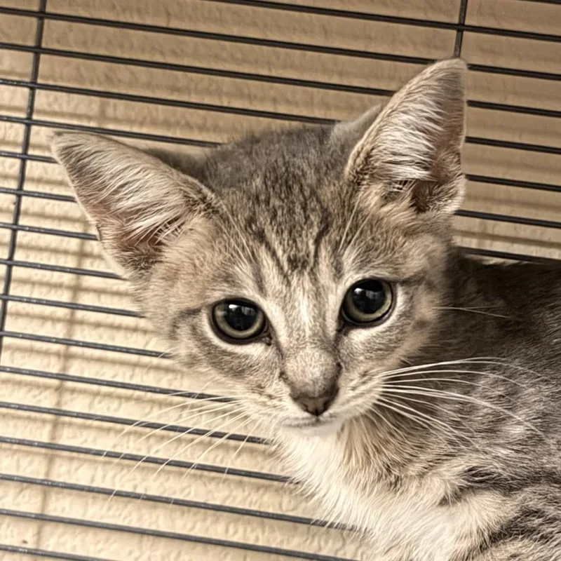 A baby small-sized male Gray / Blue / Silver Domestic Medium Hair cat named Schroeder for adoption in Pleasanton, CA