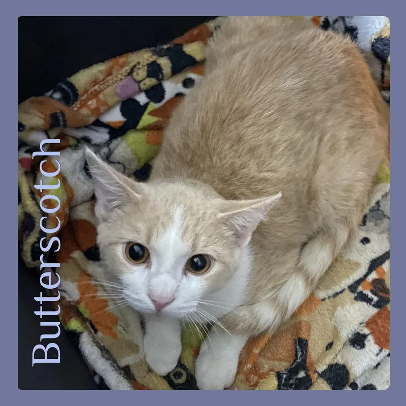A young medium-sized male Tabby cat named Butterscotch for adoption in Lawton, OK