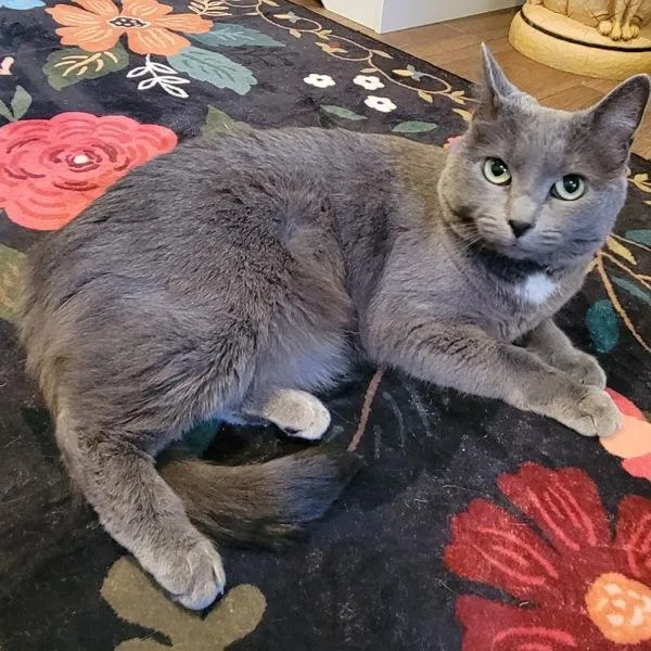 An adult medium-sized female Domestic Short Hair cat named Francesca for adoption in Des Moines, IA