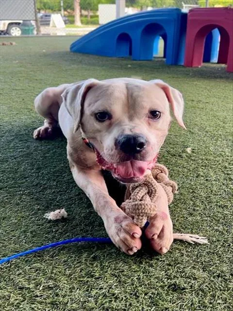 An adult large-sized male American Bulldog dog named Duke for adoption in Miami, FL