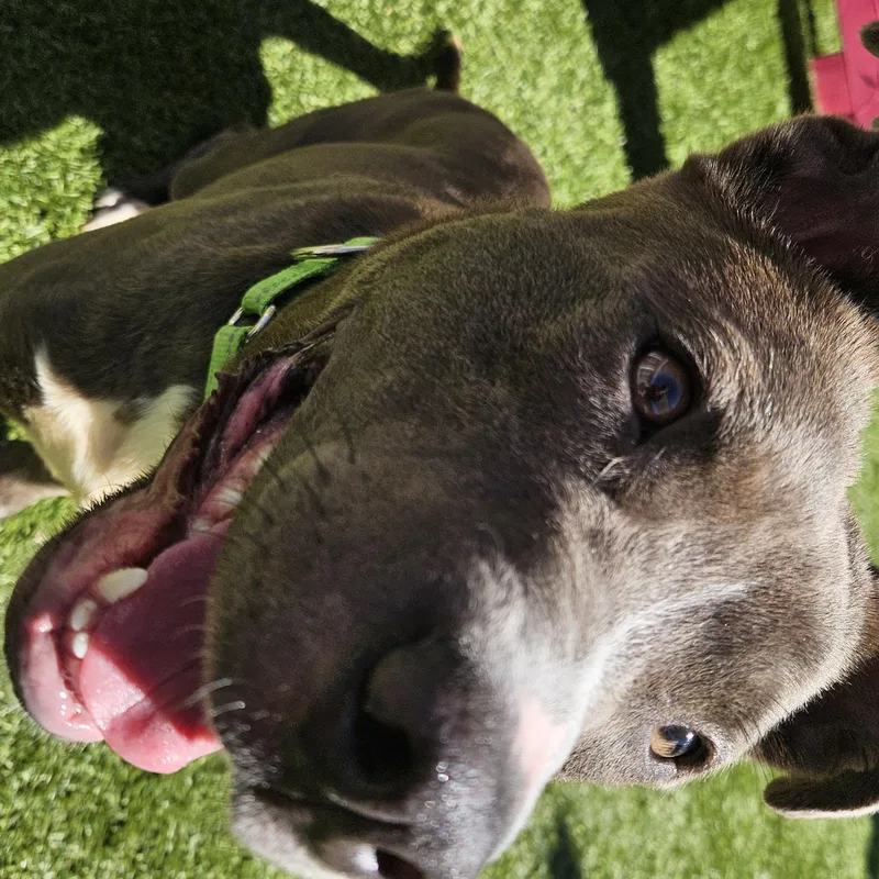 A young medium-sized male Gray / Blue / Silver Pit Bull Terrier dog named Jimmy for adoption in Smithville, MO