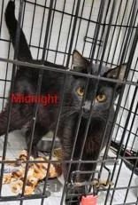 A young small-sized male Black Domestic Short Hair cat named Midnight for adoption in Moline, IL