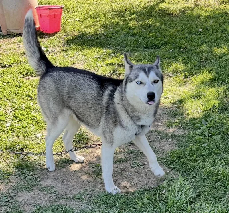 A young large-sized male White / Cream Husky dog named Kodiak!! for adoption in Owensboro, KY