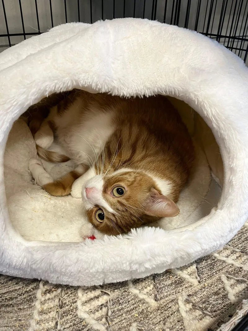 A young medium-sized female Tabby cat named Raylin for adoption in Walnut Creek, CA