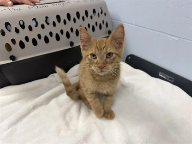A baby small-sized male Domestic Short Hair cat named Nugget for adoption in Ames, IA