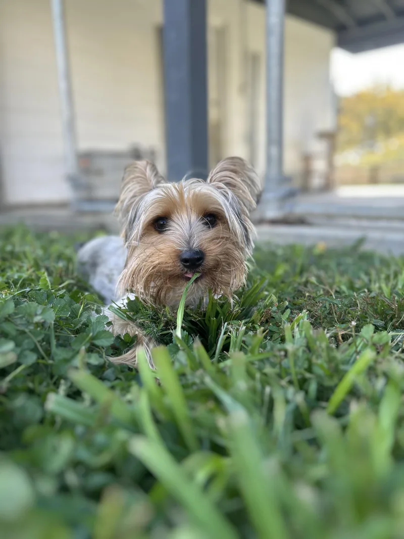 A young small-sized male Bicolor Yorkshire Terrier dog named Theodore for adoption in Wilder, KY