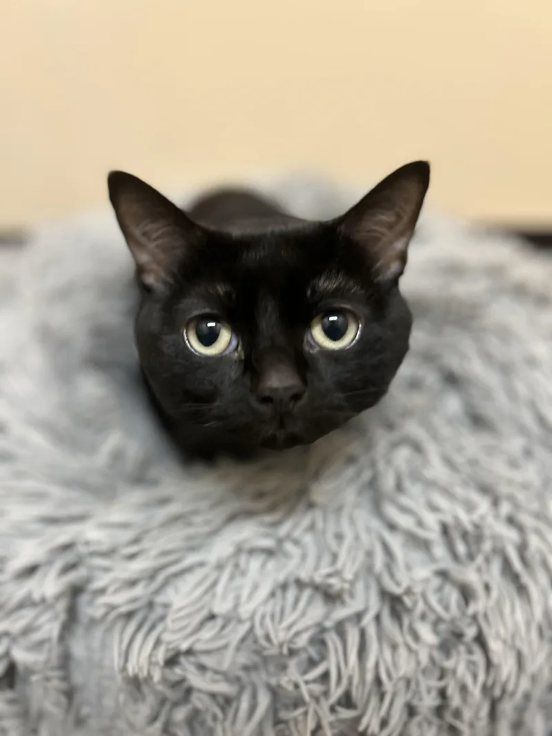 An adult medium-sized female Domestic Short Hair cat named Magic for adoption in Howes Cave, NY