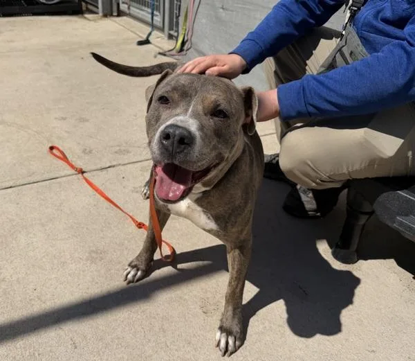 Miss Pats thumbnail 2