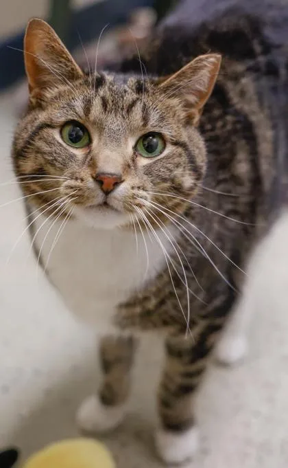 An adult medium-sized male Domestic Short Hair cat named River for adoption in Verona, WI