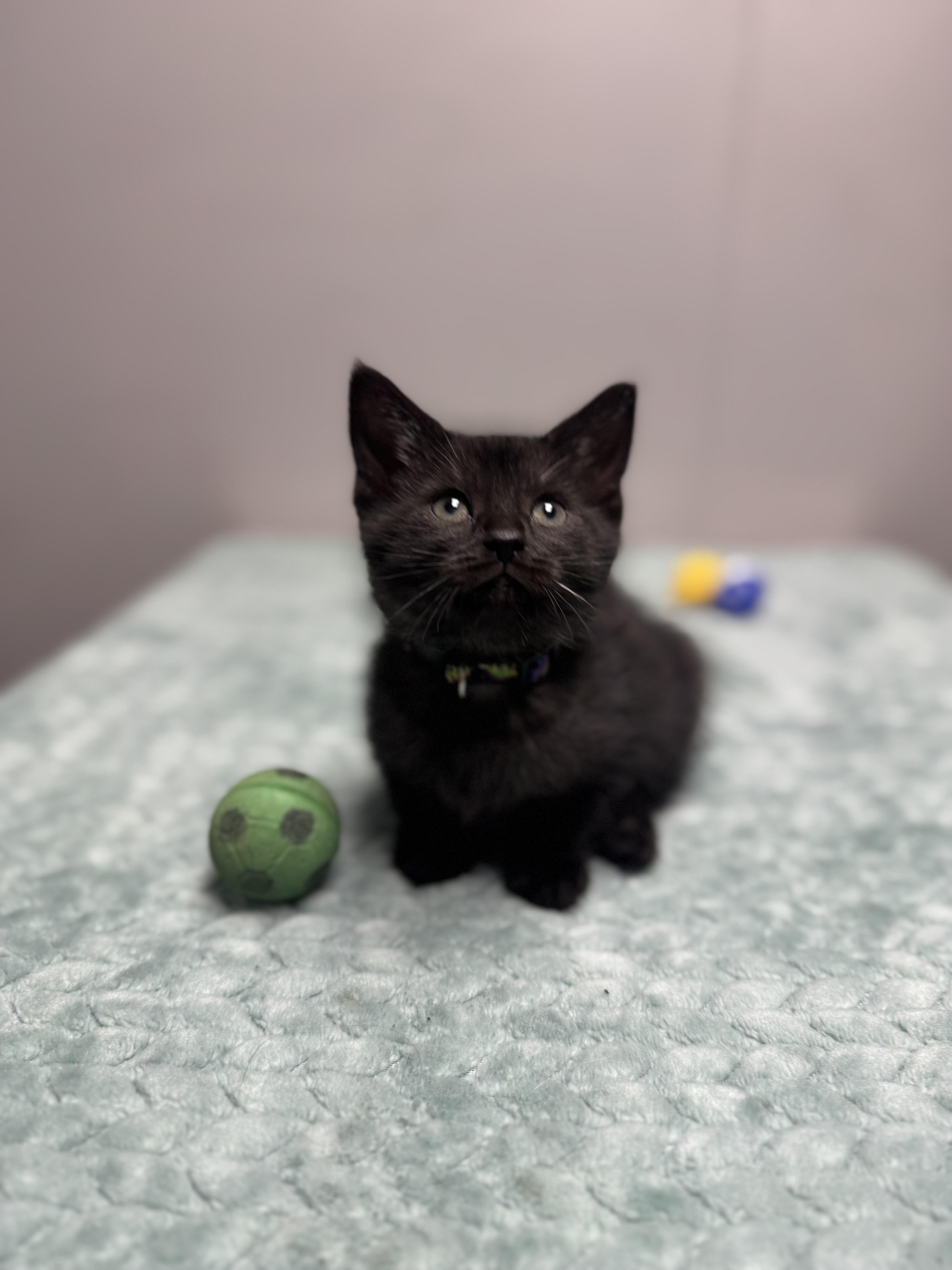 A baby medium-sized male Black Domestic Short Hair cat named Short Stack for adoption in Walker, MI