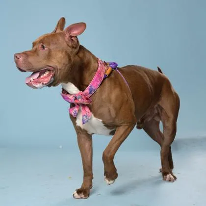 Roller Rink thumbnail 2