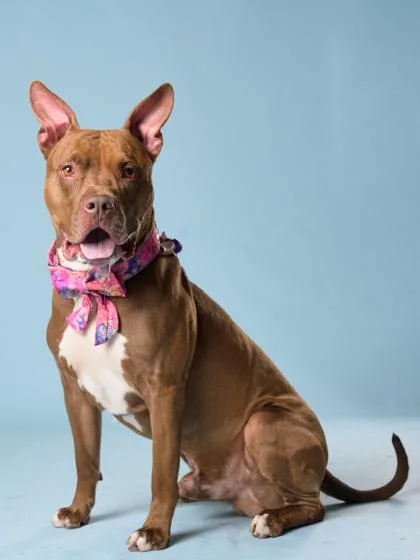 Roller Rink thumbnail 3