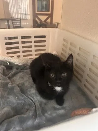 A young small-sized female Domestic Short Hair cat named a Tiny for adoption in North Charleston, SC