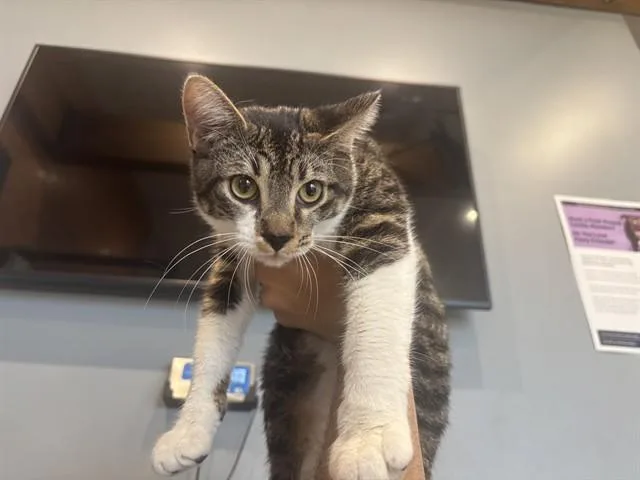 A young medium-sized male Domestic Short Hair cat named Tom for adoption in Garland, TX