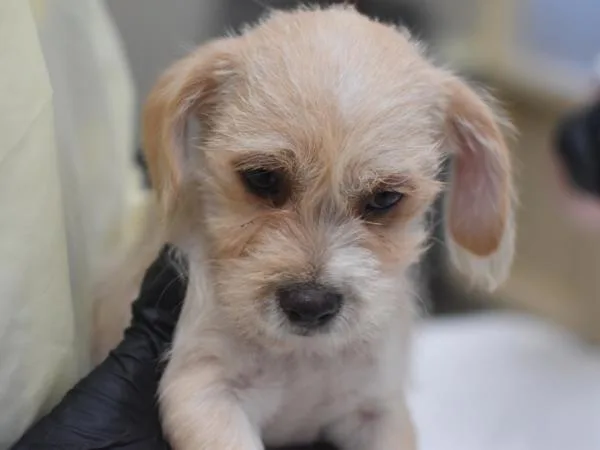 A baby small-sized male Terrier dog named Blues for adoption in Portland, OR