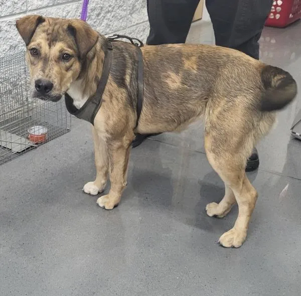 A young medium-sized female Labrador Retriever dog named Pen for adoption in Lawrenceville, GA