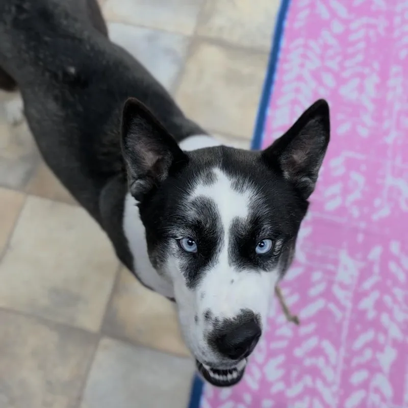 A young large-sized female Husky dog named Ruby for adoption in Neillsville, WI