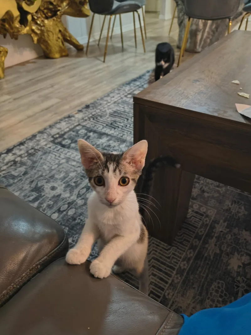 A baby medium-sized female Tabby (Brown / Chocolate) Domestic Short Hair cat named Apple for adoption in Intercession city , FL
