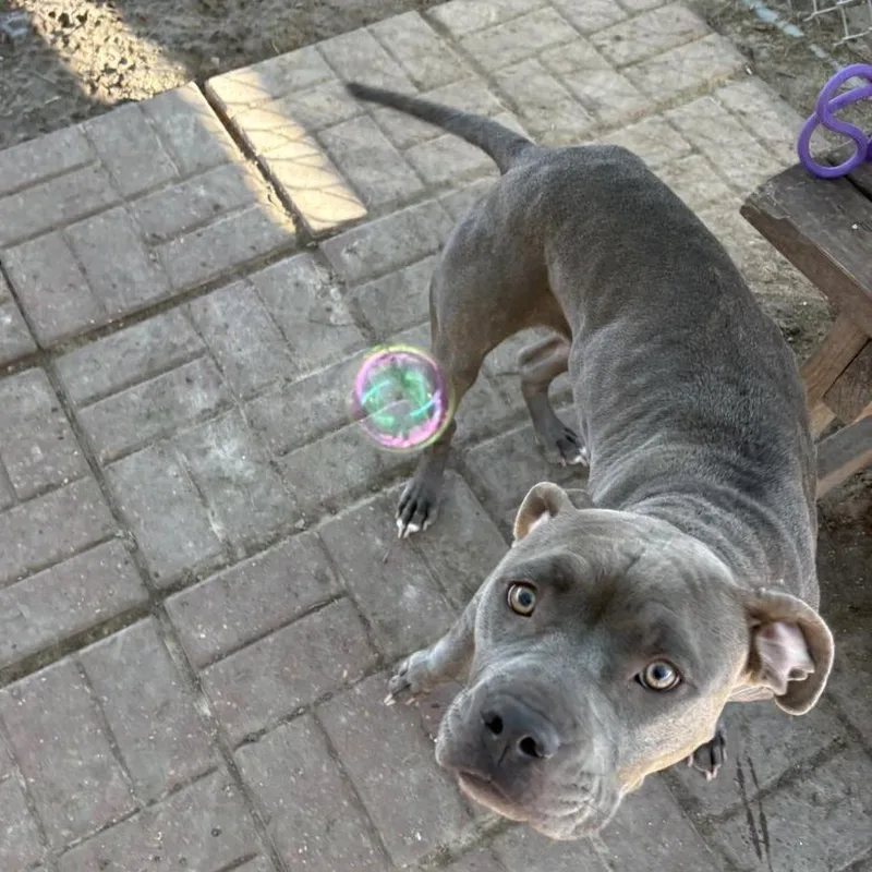 An adult medium-sized female Gray / Blue / Silver American Staffordshire Terrier dog named Kava for adoption in Pittsburgh, PA