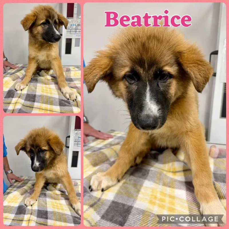 A baby medium-sized female Great Pyrenees dog named Beatrice for adoption in Opelika, AL