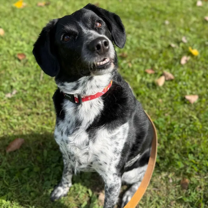An adult medium-sized female Black Mixed Breed dog named Alice for adoption in Oshkosh, WI