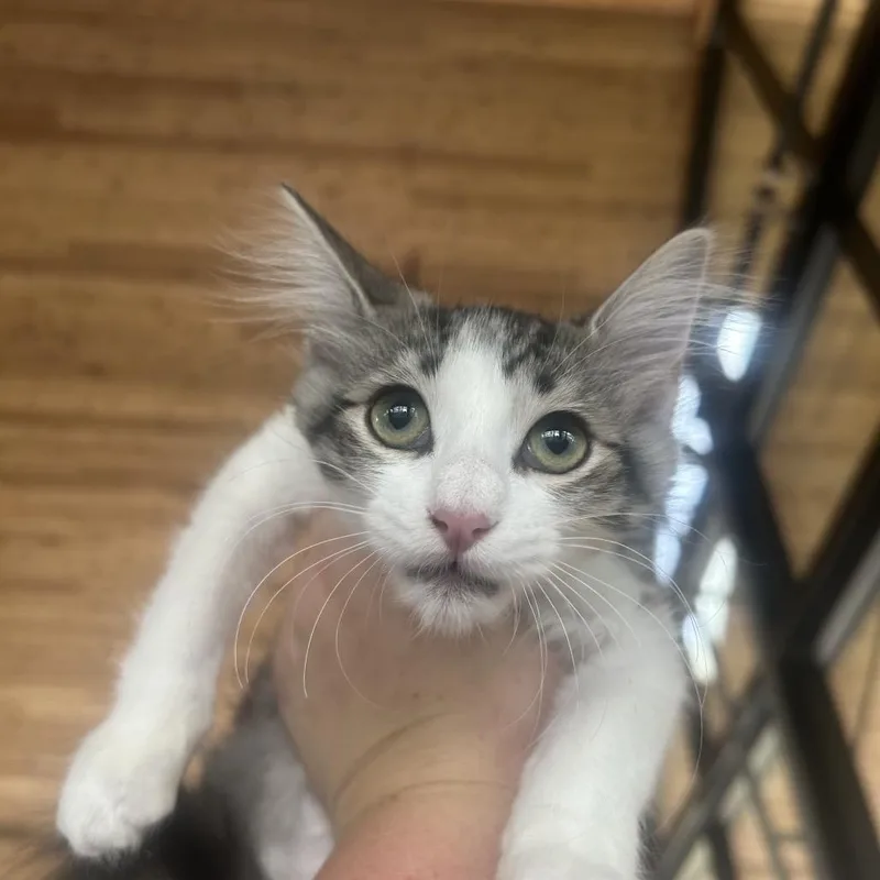 A baby small-sized male White Domestic Short Hair cat named Dino for adoption in Leander, TX