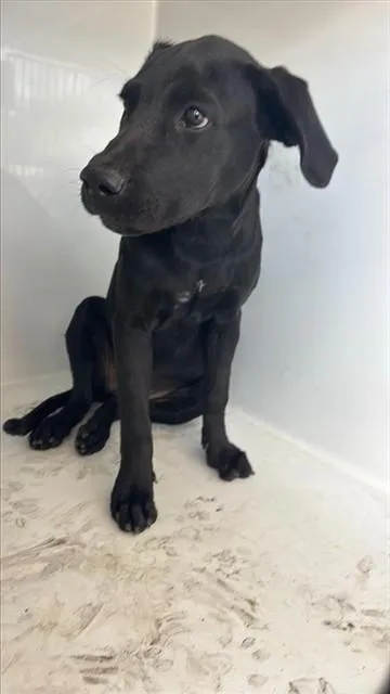 A young medium-sized female Labrador Retriever dog named A for adoption in Houston, TX