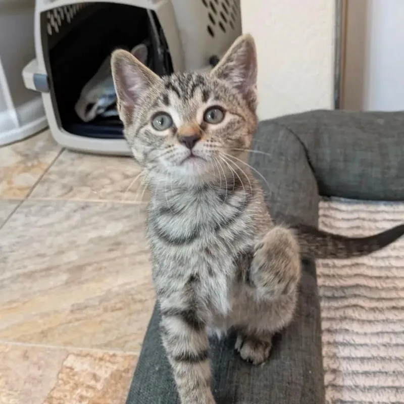 A baby small-sized female Tabby (Brown / Chocolate) Tabby cat named Serrano for adoption in Ocala, FL