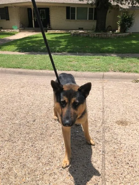 A young medium-sized male German Shepherd Dog dog named Bentley for adoption in Dallas, TX