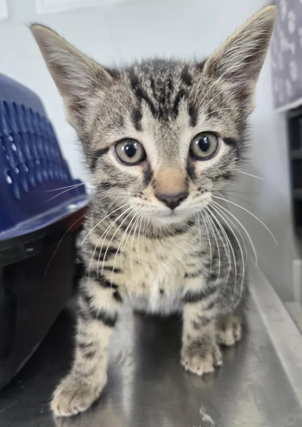 A baby small-sized male Domestic Short Hair cat named Roscoe for adoption in Cleveland, TN