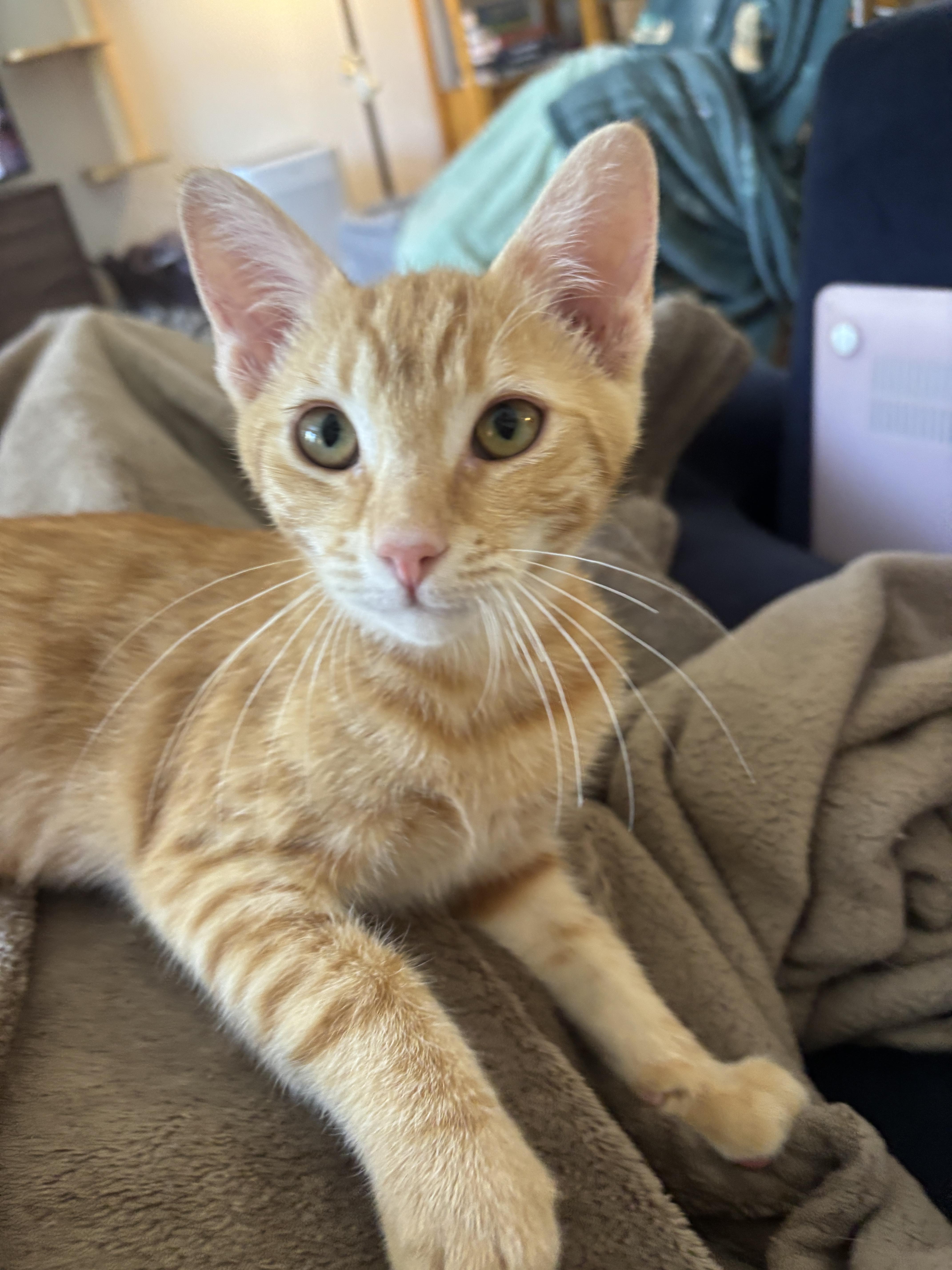 A baby small-sized male Tabby cat named Wybie for adoption in Burbank, CA