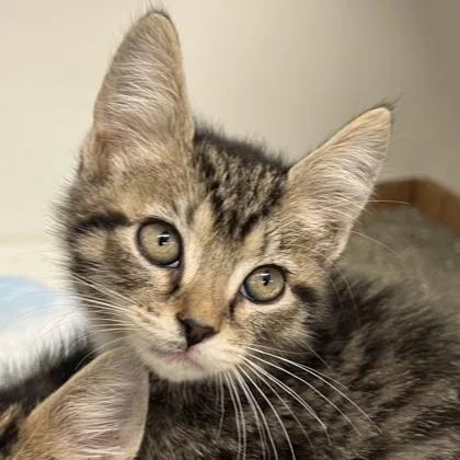 A baby small-sized female Domestic Long Hair cat named Mimi for adoption in Voorhees, NJ