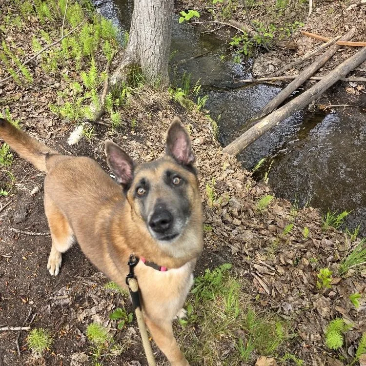 An adult medium-sized female Yellow / Tan / Blond / Fawn Belgian Shepherd / Malinois dog named Stella for adoption