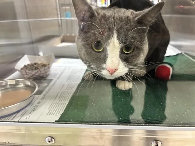 An adult medium-sized male Domestic Short Hair cat named Grayson A for adoption in Plano, TX