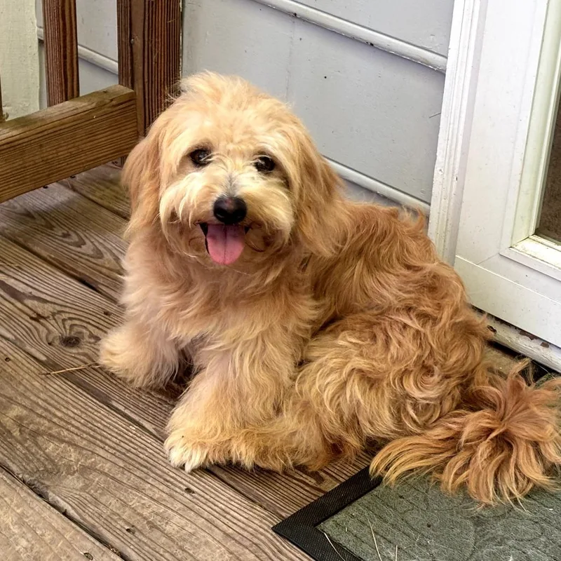 An adult small-sized female White / Cream Lhasa Apso dog named Babbage for adoption in Wake Forest, NC