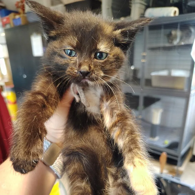 A baby small-sized female Tortoiseshell Domestic Short Hair cat named Masala for adoption in Osawatomie, KS