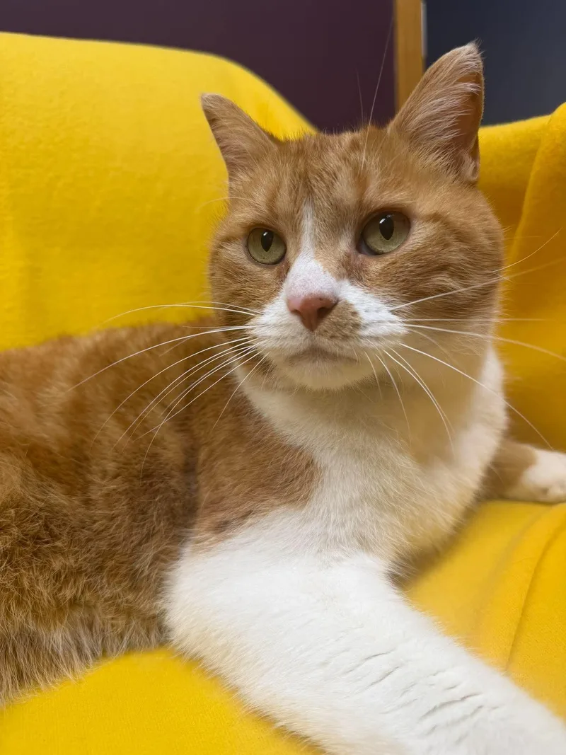 An adult medium-sized male Orange & White Domestic Short Hair cat named Roosevelt for adoption in Alexandria, MN
