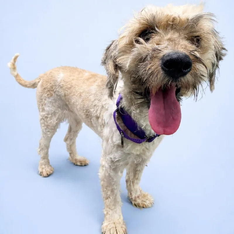 An adult small-sized male White / Cream Mixed Breed dog named Kipper for adoption in Weimar, CA