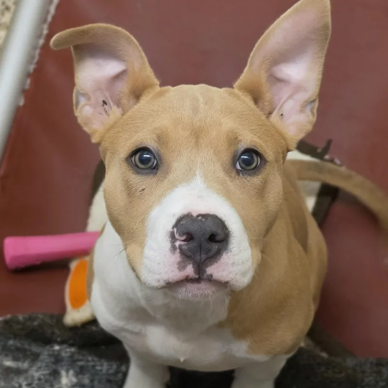 A young medium-sized female Yellow / Tan / Blond / Fawn Mixed Breed dog named Ferrah for adoption in Aiken, SC
