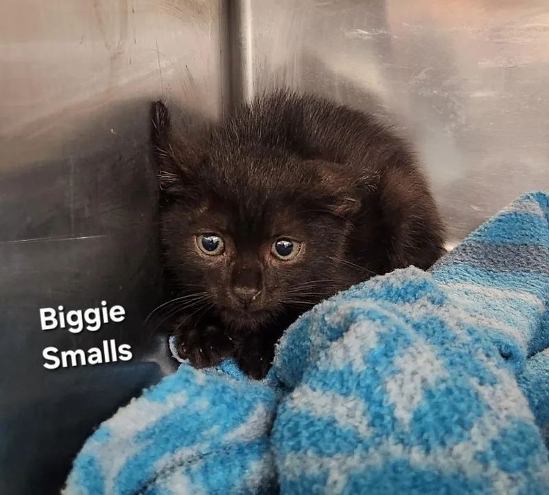 A baby small-sized male Domestic Short Hair cat named Biggie Smalls for adoption in Cambridge, MD