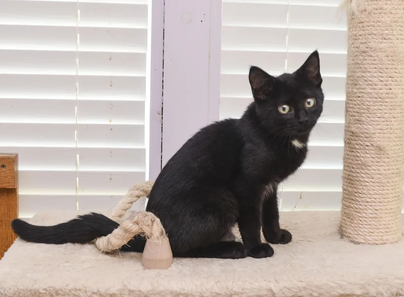 A young medium-sized male Domestic Short Hair cat named Clint for adoption in Farmington, MN
