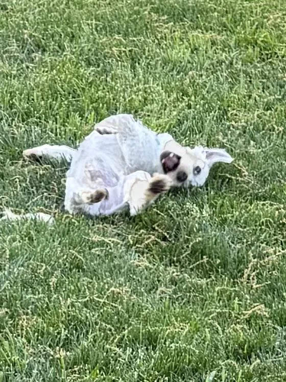 An adult small-sized male White / Cream Morkie dog named Peyton for adoption in Lexington, KY