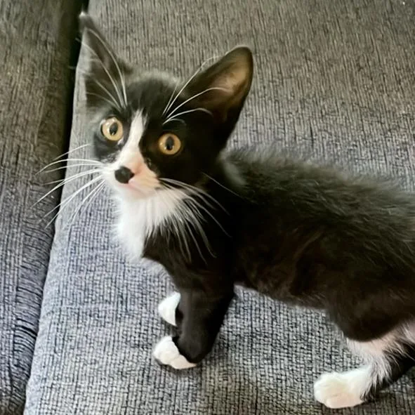 A baby small-sized female Black Domestic Short Hair cat named Frankie Lynn C for adoption in Princeton, MN